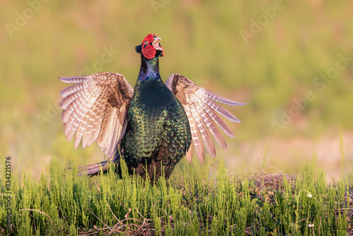 Japanese Pheasant singing calling