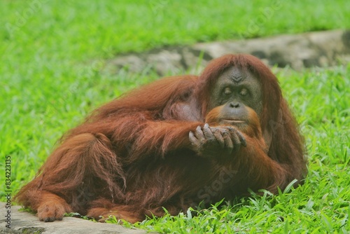 portrait of an orangutan meditating