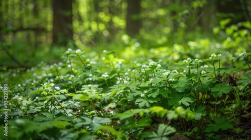 Wild Plants Flourishing on the Forest Ground without Emphasis