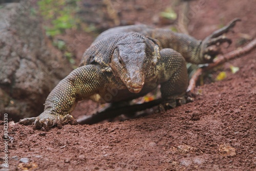 A salvator lizard roams the land looking for food