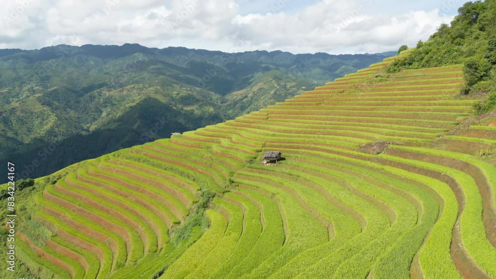 Aerial top view of fresh paddy rice terraces, green agricultural fields in countryside or rural area of Mu Cang Chai, mountain hills valley in Asia, Vietnam. Nature landscape background. Aerial top view of fresh paddy rice terraces, green agricultural fields in countryside or rural area of Mu Cang Chai, mountain hills valley in Asia, Vietnam. Nature landscape background.