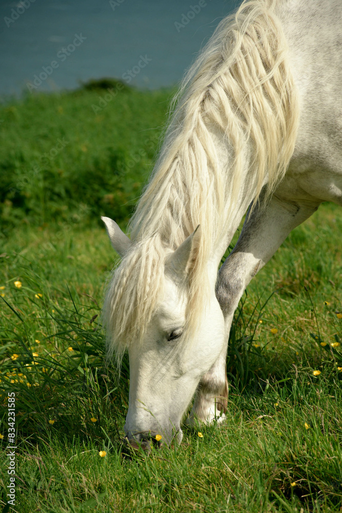 Obraz premium white horse in a field