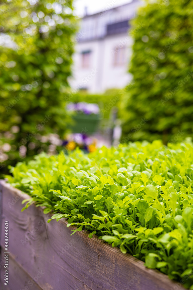 Small backyard by a house filled with sallad and green plants. Small backyard by a house filled with sallad and green plants.