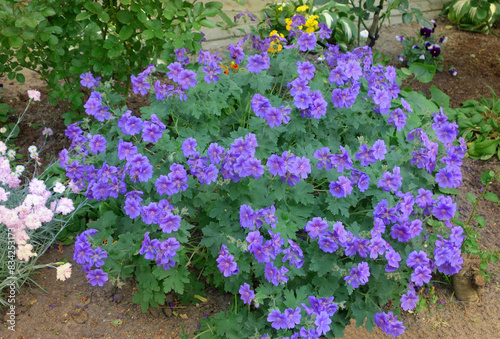 Foto A wonderful geranium, cranesbill (Geranium magnificum) purple flowers, growing in the garden in spring