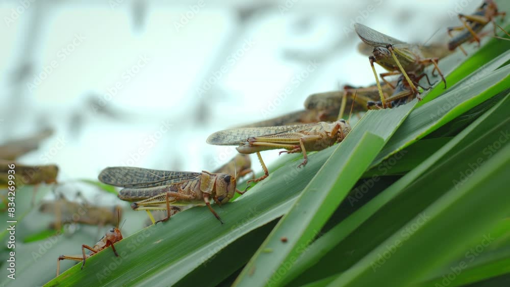 Grasshoppers (Locust, Patanga) eating green grass.