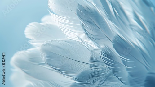 Close-up of white goose feathers with full depth of field, light blue background, isolated background, studio lighting photo