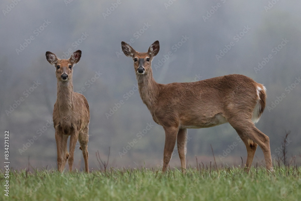 Obraz premium Deer in the Grass