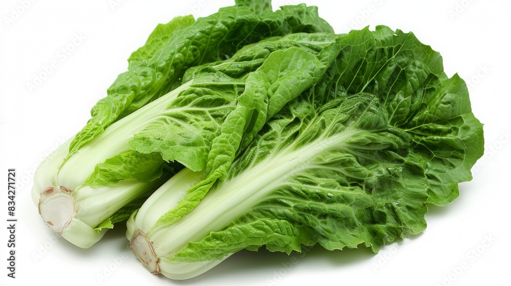 fresh Romaine Lettuce isolated on white , photo-realistic, commercial imagery, stock photo, isolated on white , no shadows, macrophotogaphy fresh Romaine Lettuce isolated on white , photo-realistic, commercial imagery, stock photo, isolated on white , no shadows, macrophotogaphy