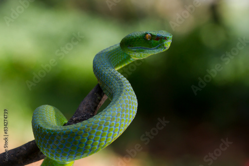 Trimeresurus albolabris Green pit vipers or Asian pit vipers, green snake on branch with natural background 