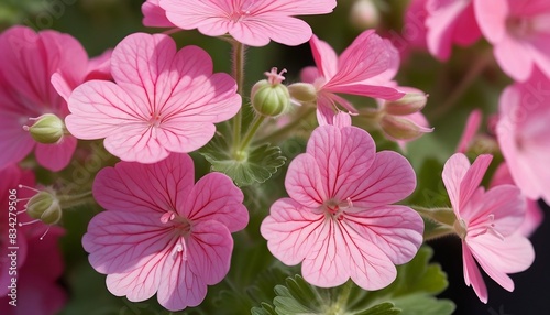 Detailed view of pink geranium blossoms., digital illustration created with generative ai. © cd