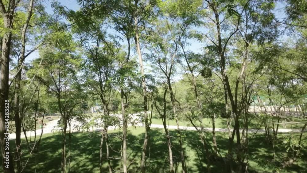 Immerse yourself in the tranquility of nature with this captivating video of a serene park. The lush trees provide ample shade, creating a cool and inviting atmosphere perfect for a leisurely stroll