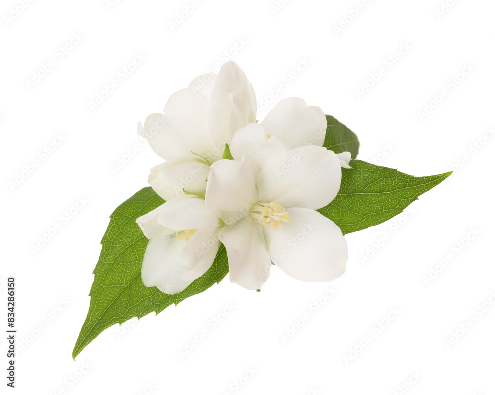 Branch of jasmine flowers and leaves isolated on white Branch of jasmine flowers and leaves isolated on white