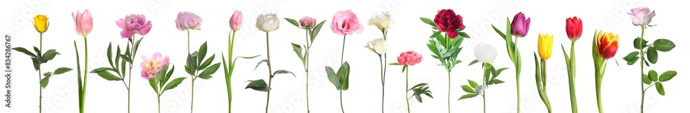 Different beautiful flowers isolated on white, set Different beautiful flowers isolated on white, set