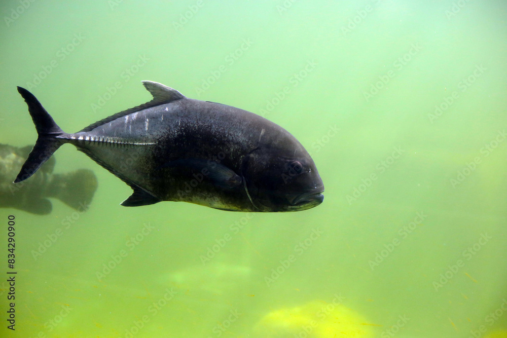 Giant trevally fish in aquarium water Giant trevally fish in aquarium water