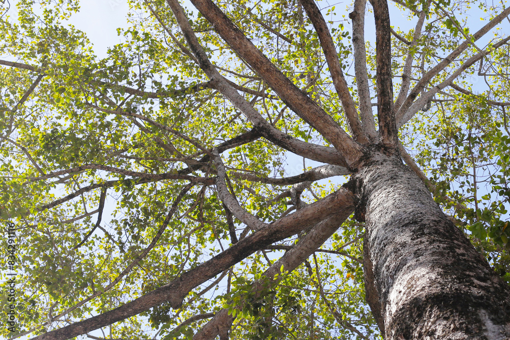 Fototapeta premium Big and tall tree with branches