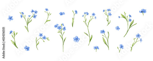 Small tiny white blue flowers forget me not meadow herbs floral botanical wedding design watercolor ecological illustration set clipart
