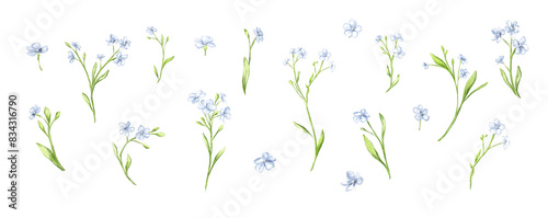 Small tiny white blue flowers forget me not meadow herbs floral botanical wedding design watercolor ecological illustration set clipart