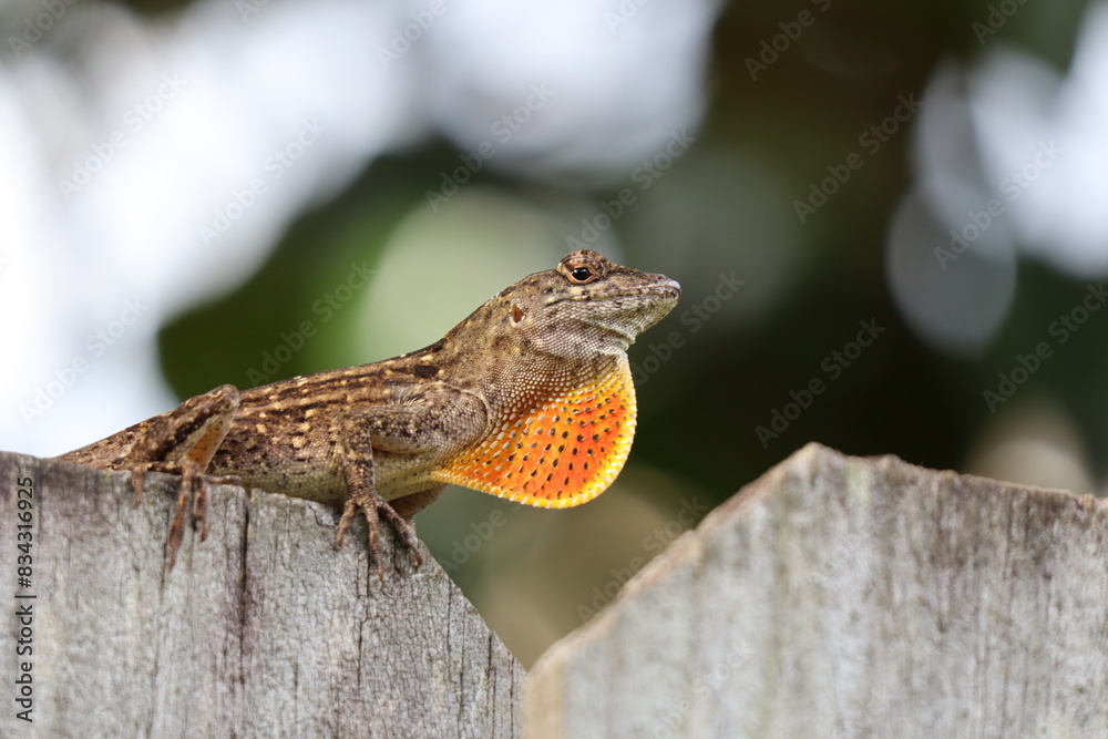 Fototapeta premium Lizard on a Fence
