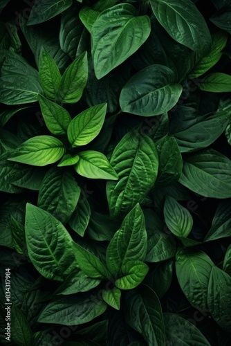 Botanical Haven Close-Up of Dark Green Foliage for Inviting Backgrounds © ART IMAGE DOWNLOADS