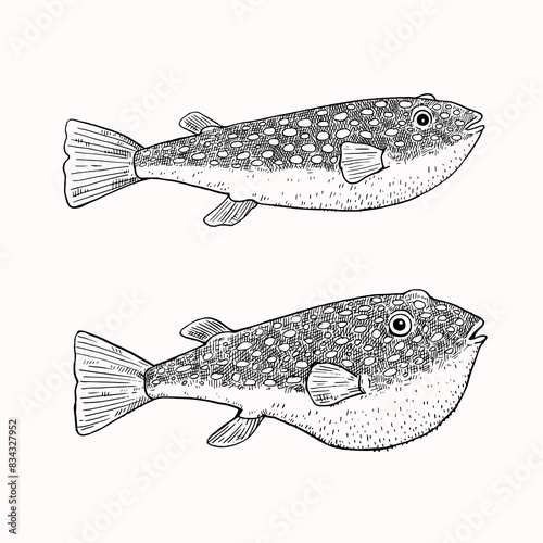 Puffer fish, fugu fish, Takifugu, black and white illustration in engraved style. Japanese food. Vector isolated elements for design.