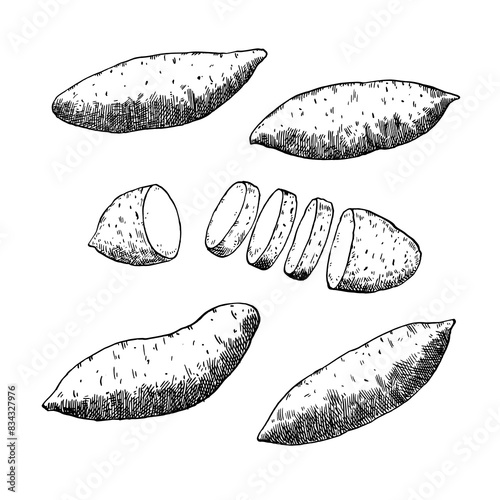 Roots of sweet potato or yam. Vector illustration in engraving black and white style. Ink sketch of healthy vegetable.