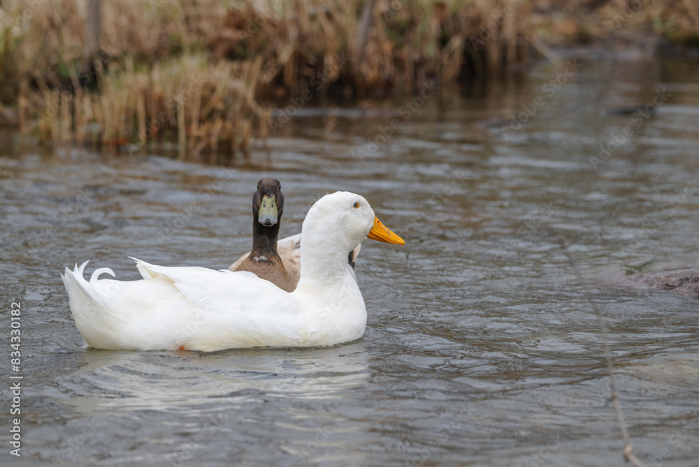 Swedish duck and pekin duck swimming in a lake in winter.