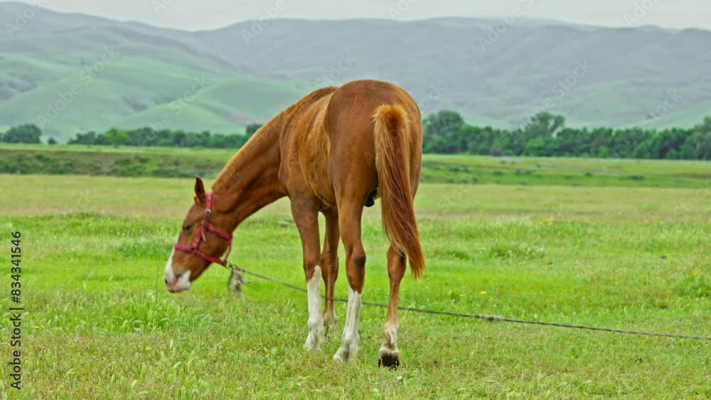 red stallion with white legs in the red bridle on a leash is grazing on green meadow with mountains on the horizon at cloudy spring day, rear view. red stallion with white legs in the red bridle on a leash is grazing on green meadow with mountains on the horizon at cloudy spring day, rear view.