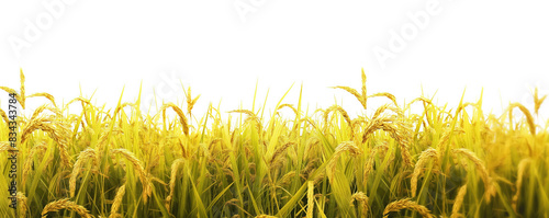 Golden rice paddy field isolated on transparent