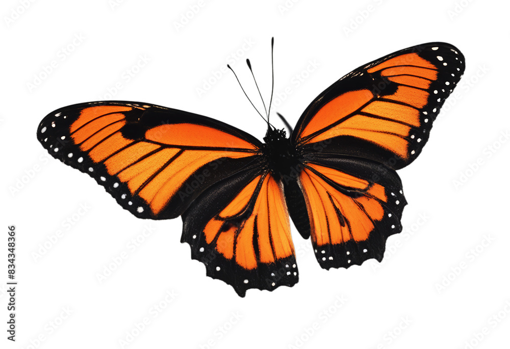 Naklejka premium black standing olated cutout background orange transparent butterfly