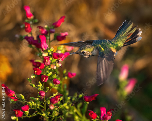 A Broad-tailed Hummingbird female with a beautifully fanned tail hovering in flight next to 