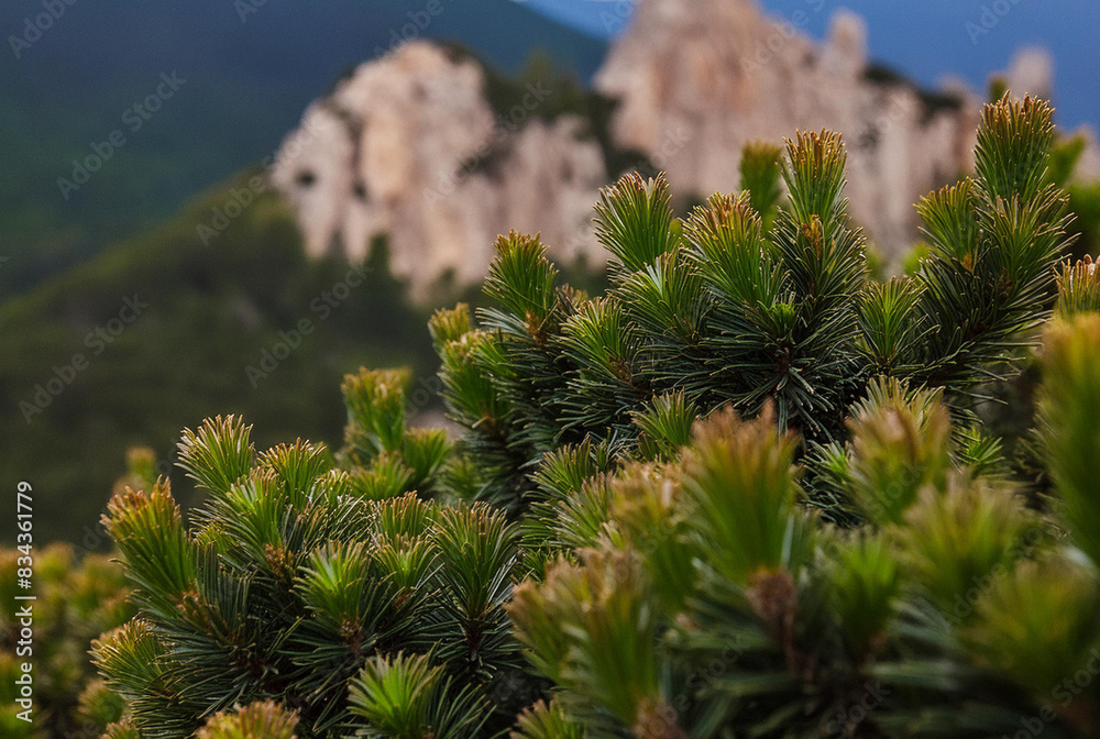 Alpine serenity: pine needles with mountain backdrop Alpine serenity: pine needles with mountain backdrop