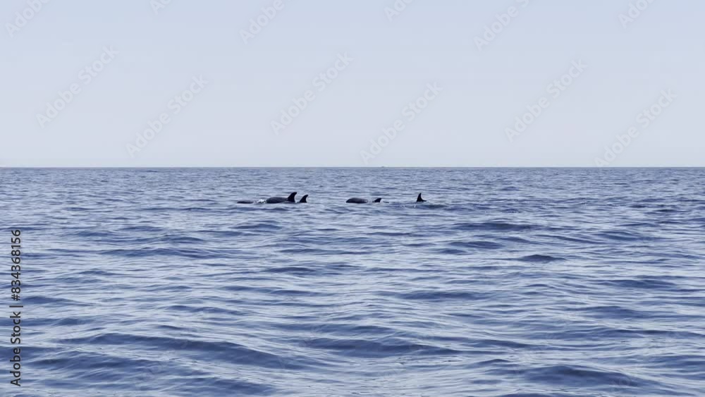 A herd of bottlenose dolphins swimming by, one with a fin wave A herd of bottlenose dolphins swimming by, one with a fin wave