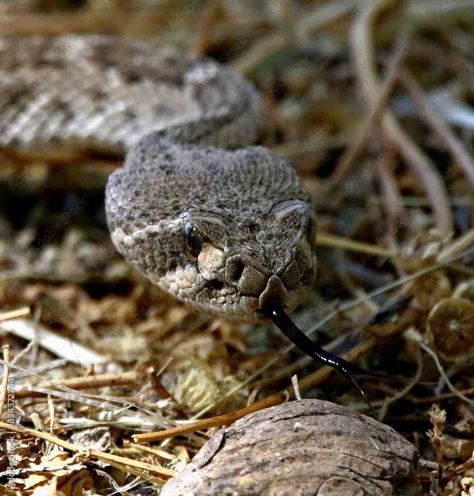 Fototapeta premium Western Diamondback Rattlesnake in Desert 