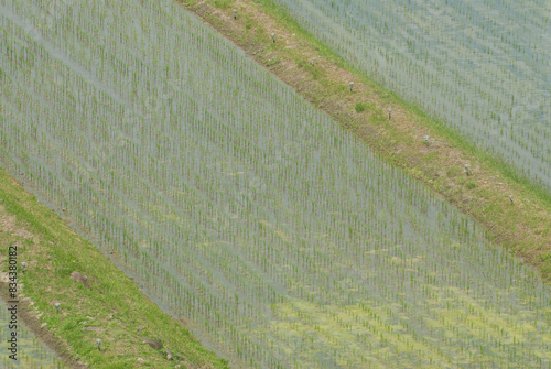 田んぼに植えられた苗と棚田の風景