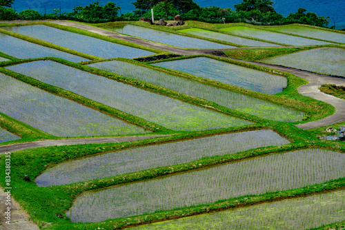 田んぼに植えられた苗と棚田の風景