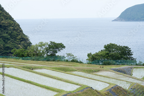 田んぼに植えられた苗と棚田の風景