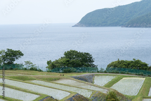 田んぼに植えられた苗と棚田の風景