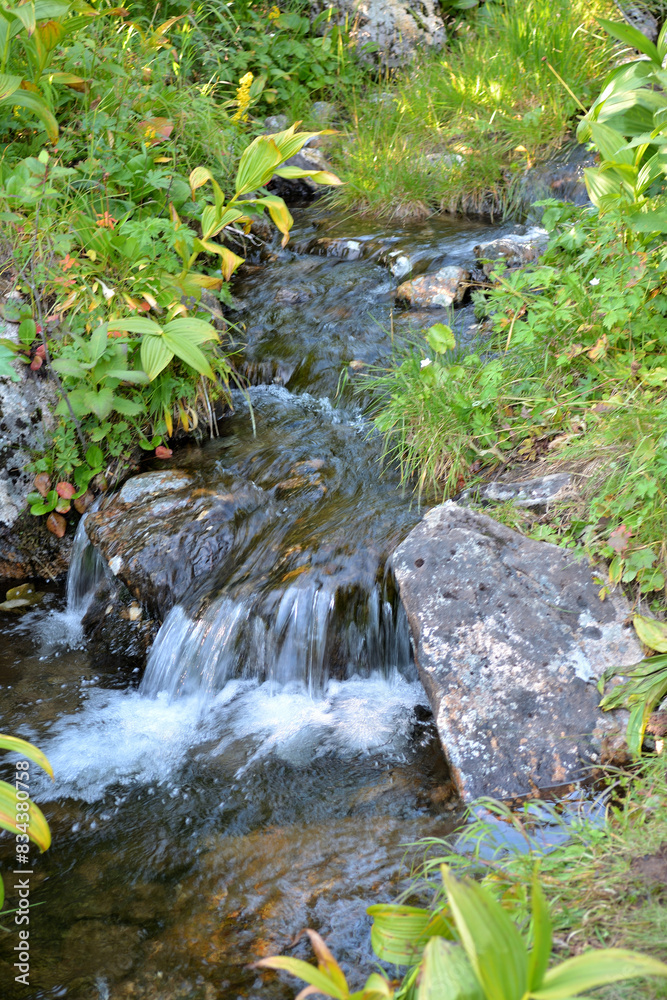 A stormy mountain brook flows down in a swift stream through thickets of dense bushes.