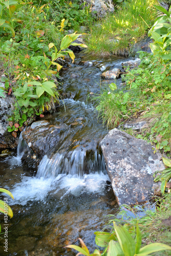 A stormy mountain brook flows down in a swift stream through thickets of dense bushes.