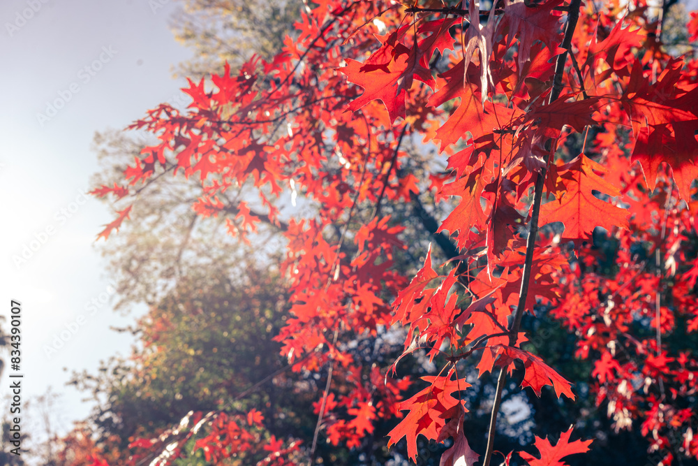 red autumn leaves on an oak tree red autumn leaves on an oak tree