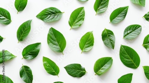 scattered green fresh leaves isolated on white background. eco concept. top view. flat lay © Sattawat
