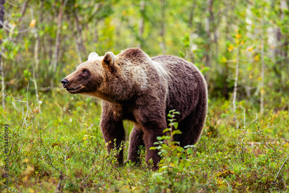 Fototapeta premium brown bear in the forest