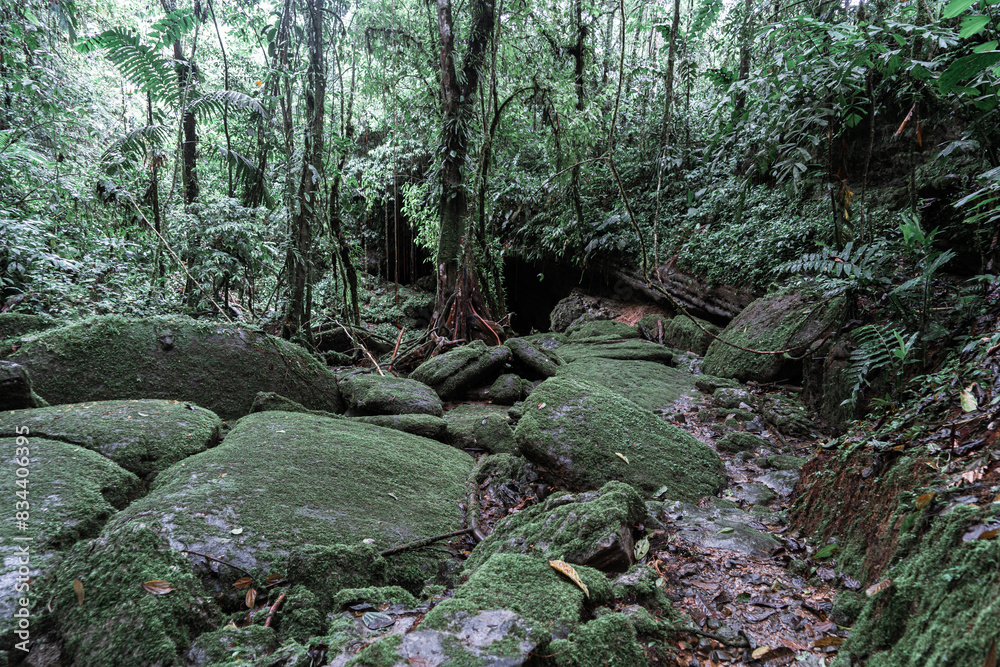 Natural trails in an enchanted forest in the Amazon jungle Natural trails in an enchanted forest in the Amazon jungle
