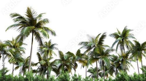 Large Tropical Palm Tree Shapes Cutout Backgrounds 3D Rendering PNG
