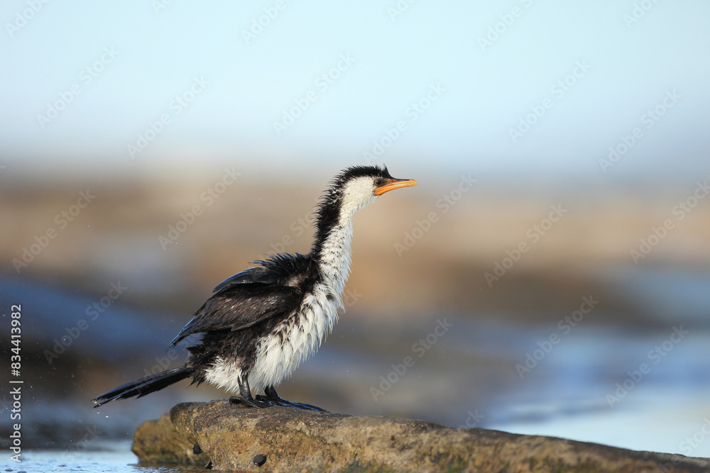 Fototapeta premium Little pied cormorant (Microcarbo melanoleucos) with ruffled feathers after shaking to dry off.