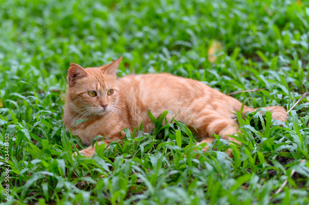 The Cat resting on grass