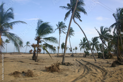 trees on the beach