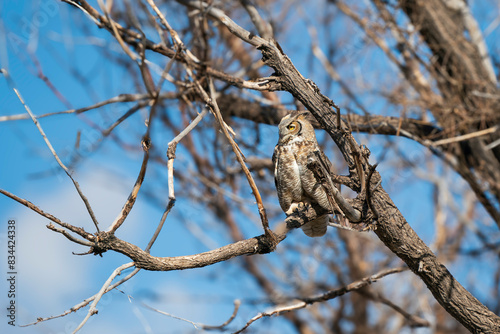 Great horned owl with yellow eyes on a tree branch in a tree blue skies