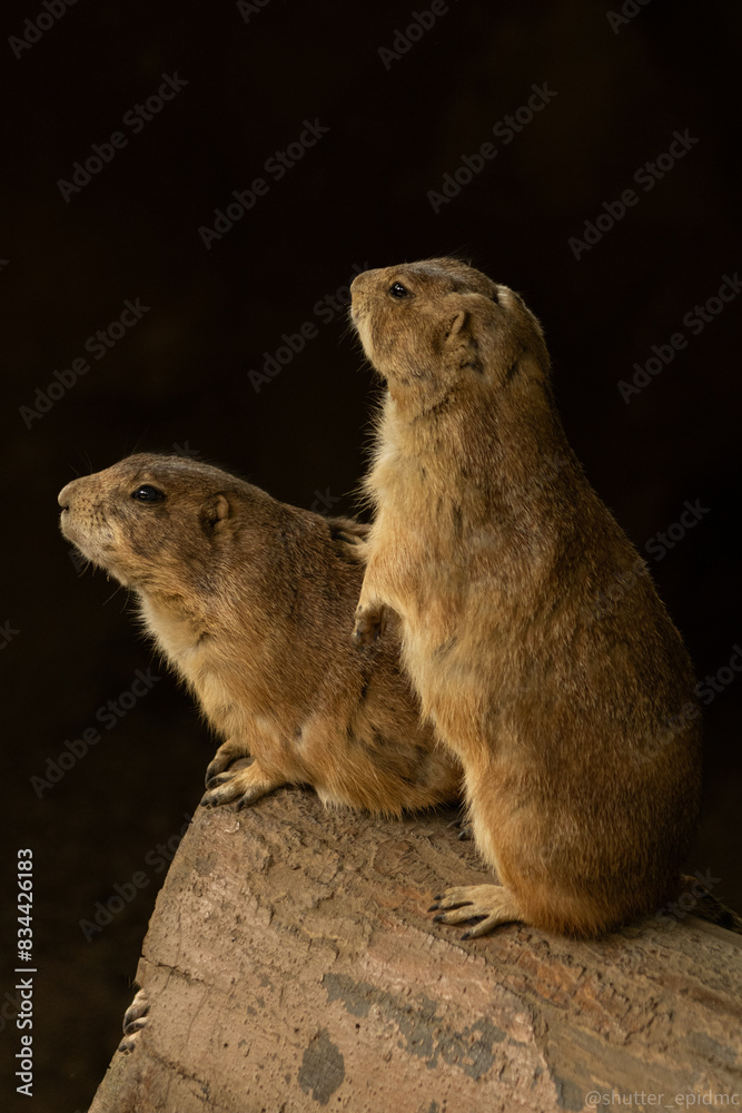 Fototapeta premium prairie dog curiosity. 