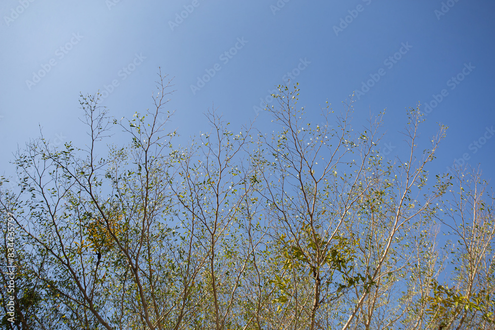 Obraz premium The trees and branches are the summer sky in the background.